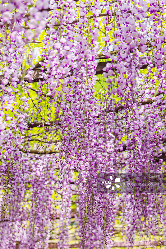 紫藤花开犹如瀑布图片素材