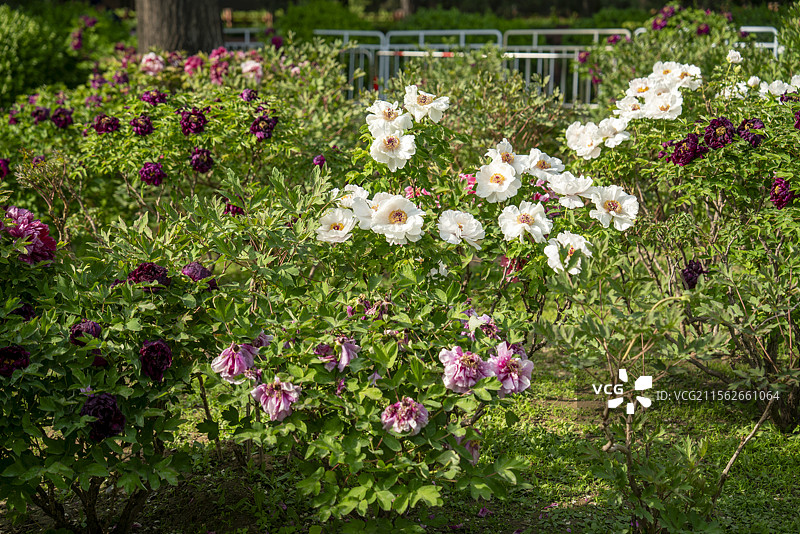 北京玉渊潭内的牡丹花图片素材