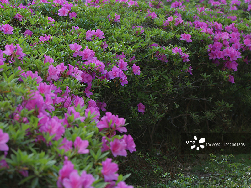 杜鹃烂漫笑春风图片素材