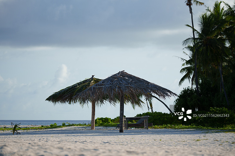 海滩棕榈树图片素材