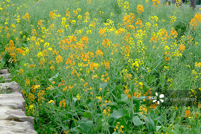 成都三圣花乡彩色油菜花图片素材