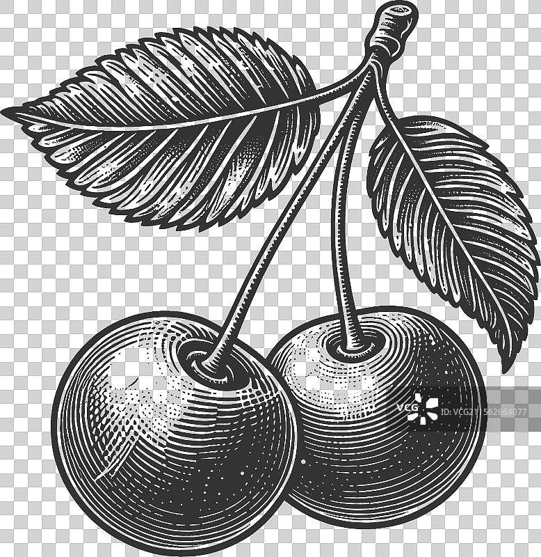 樱桃雕刻草图图片素材