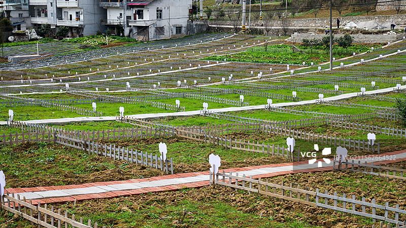 农村共享菜园田地种植图片素材