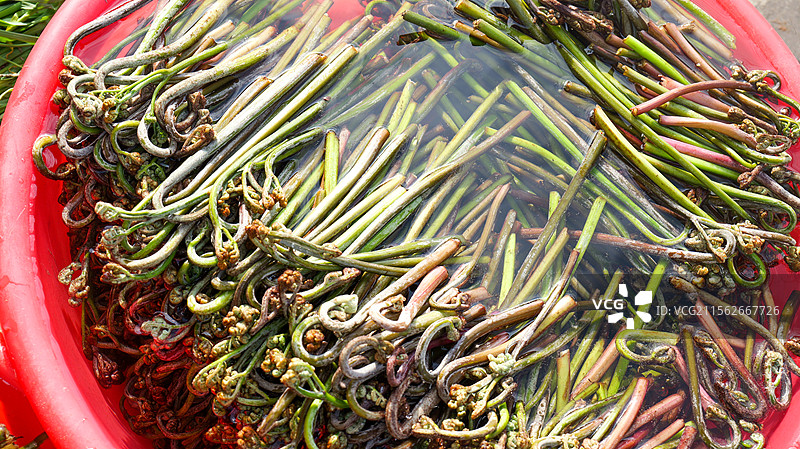 蕨菜野菜美食蔬菜食材有机山野菜图片素材