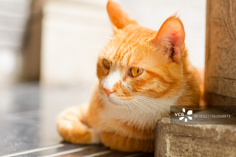 重庆大街上看到的漂亮三花猫流浪猫图片素材