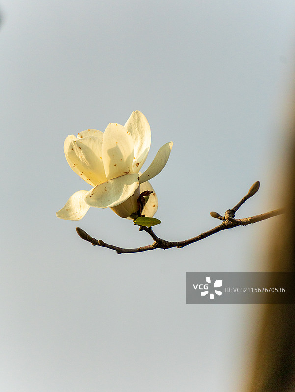 白玉兰图片素材