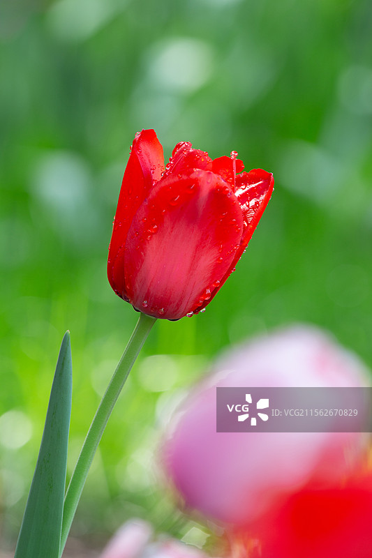 北京中山公园盛开的一朵红色郁金香特写图片素材