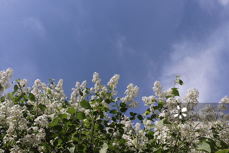 天坛外杜梨花图片素材