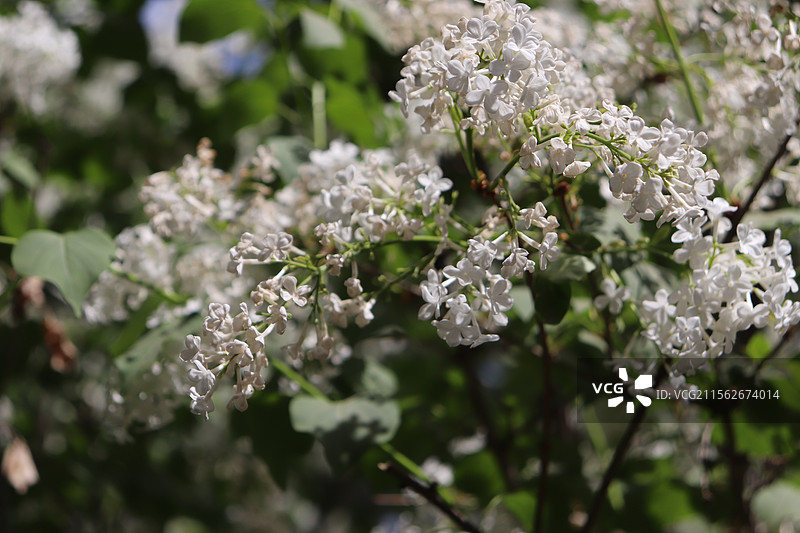 天坛外杜梨花图片素材