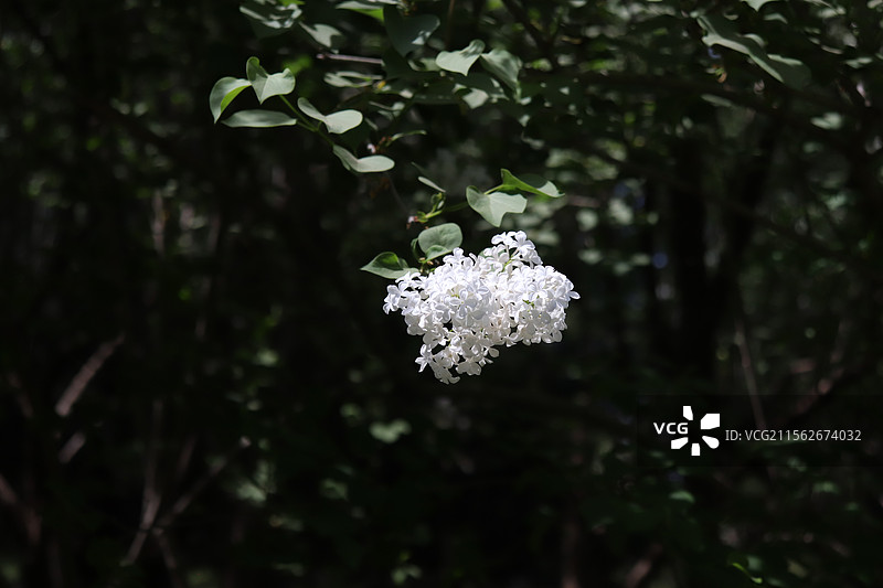 天坛外杜梨花图片素材