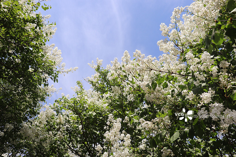 天坛外杜梨花图片素材