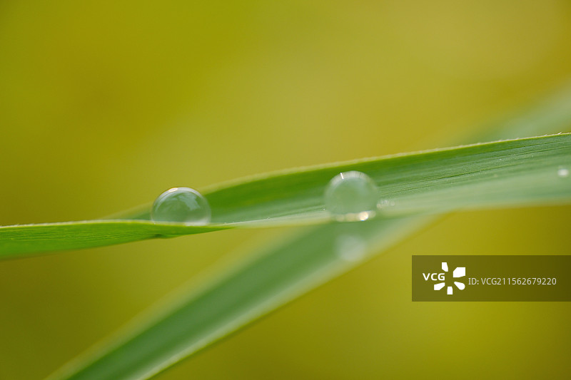 春天，青草叶子上的雨水。谷雨节气图片素材
