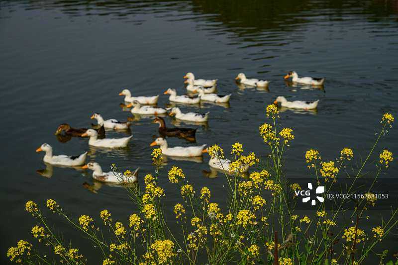 中国四川省绵阳市户外，白昼，油菜花，蜜蜂图片素材