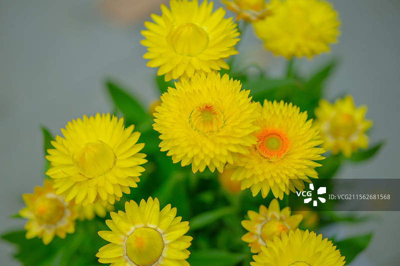 深圳市荷兰花卉小镇鲜花，鱼图片素材