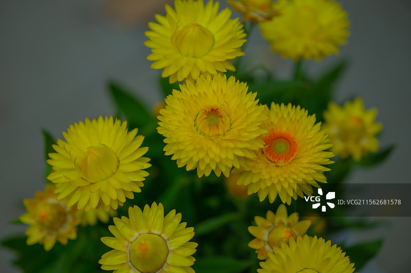 深圳市荷兰花卉小镇鲜花，鱼图片素材