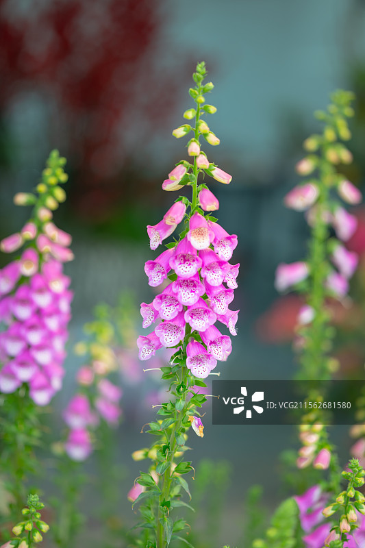 深圳市荷兰花卉小镇鲜花，鱼图片素材