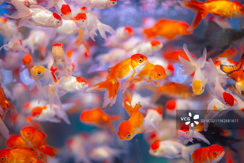 深圳市荷兰花卉小镇鲜花，鱼图片素材
