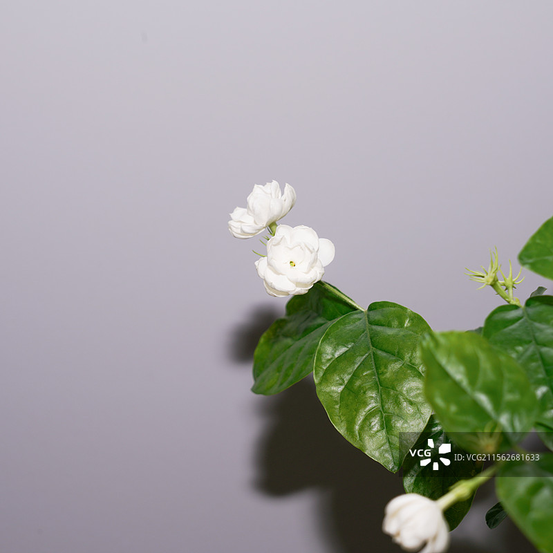茉莉花香图片素材