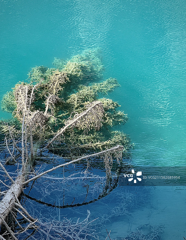九寨沟湖景树特写图片素材