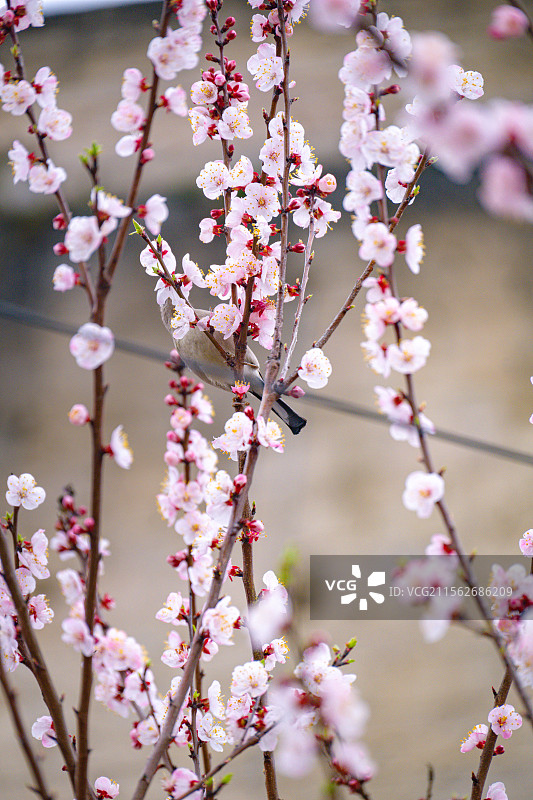 黔东南岑巩县图片素材