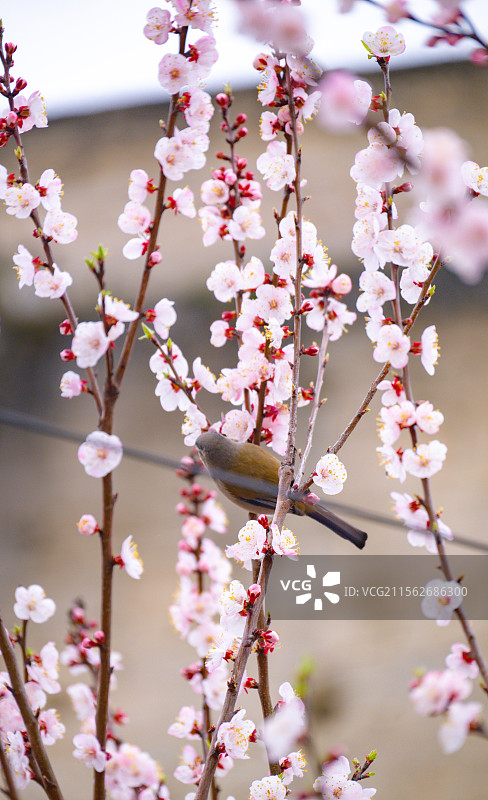 黔东南岑巩县图片素材