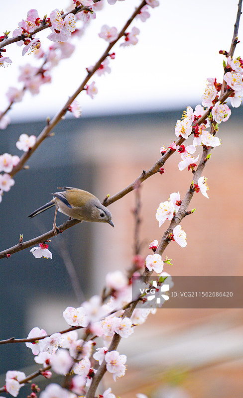 黔东南岑巩县图片素材