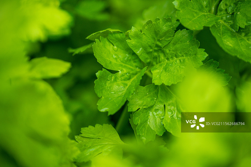 新鲜的绿色香菜叶图片素材