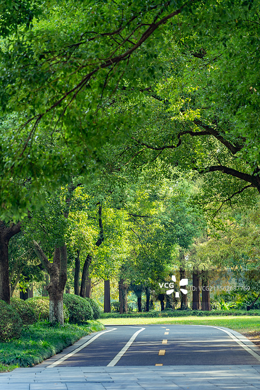 一条宽阔的柏油路在繁茂绿树的遮蔽下延伸，阳光透过枝叶洒落，营造出清新宜人的自然氛围图片素材