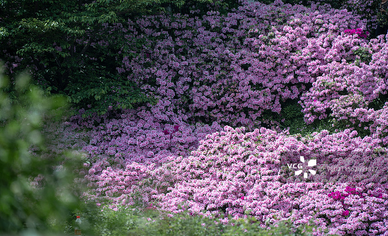 长沙晚安家居文化园杜鹃花海图片素材