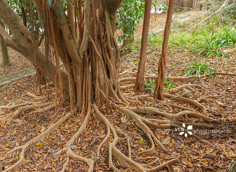 榕树根盘根错节图片素材
