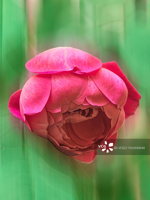 粉色月季节花的特写镜头图片素材