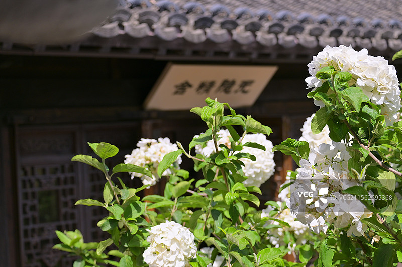 南京愚园木绣球图片素材