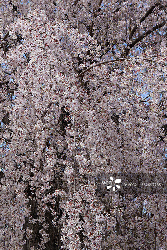 京都圆山公园盛开的美丽垂樱图片素材