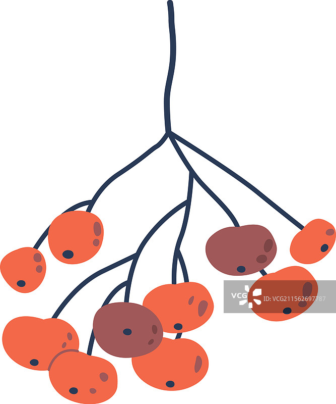 秋季的西洋接骨木浆果植物图片素材