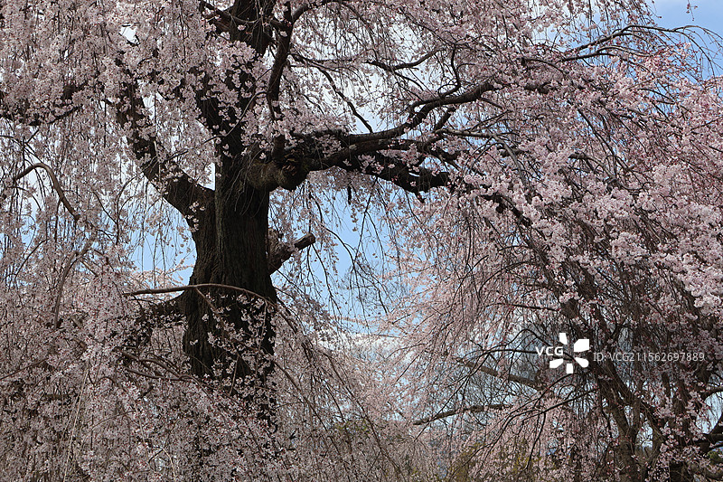 京都圆山公园盛开的美丽垂樱图片素材