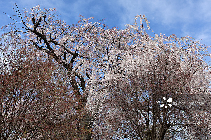 京都圆山公园盛开的美丽垂樱图片素材