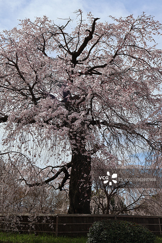 京都圆山公园盛开的美丽垂樱图片素材