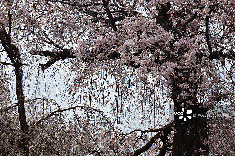 京都圆山公园盛开的美丽垂樱图片素材