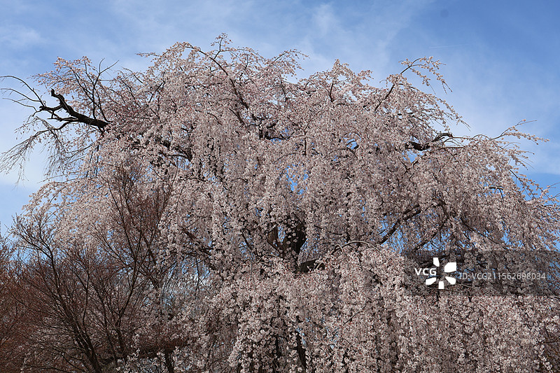 京都圆山公园盛开的美丽垂樱图片素材