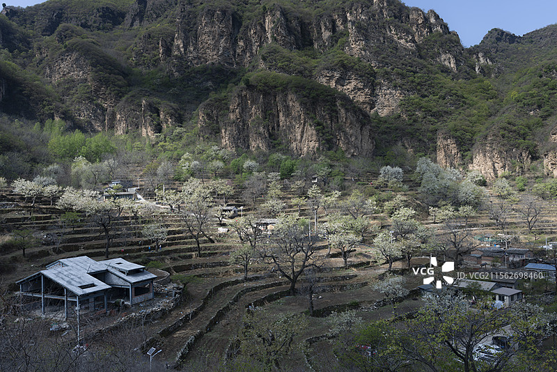 房山大滩梨花梯田图片素材