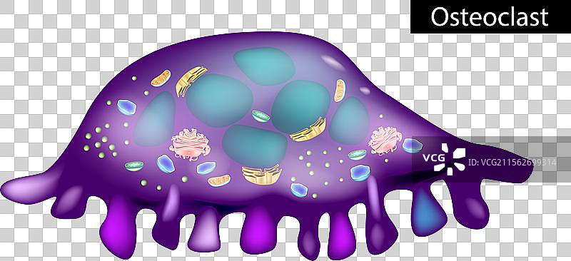 破骨细胞的结构 破骨细胞是一种图片素材