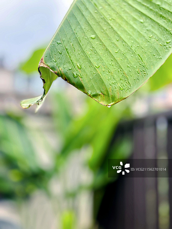 雨后的芭蕉叶图片素材