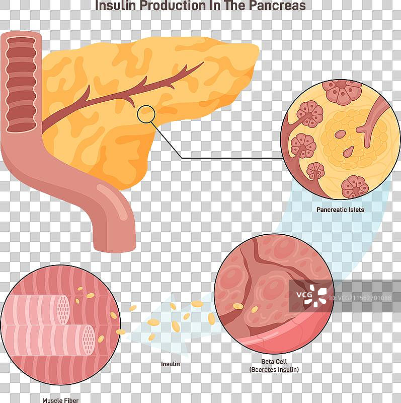胰腺β细胞的胰岛素生产机制图片素材