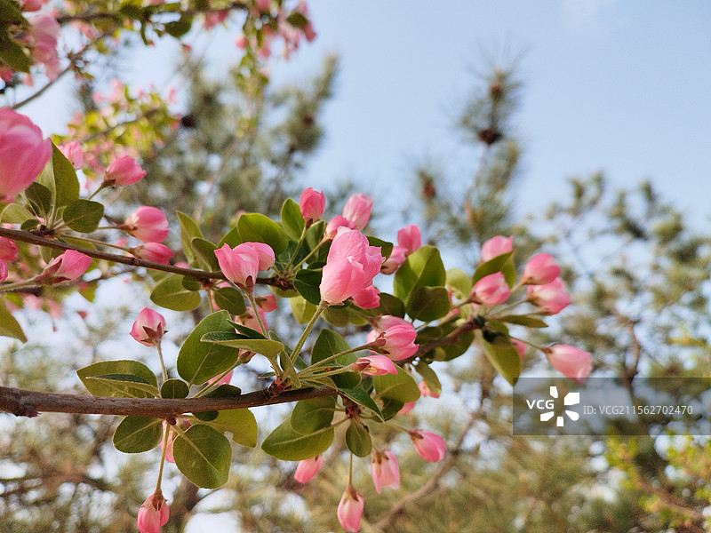 西府海棠花含苞待放图片素材
