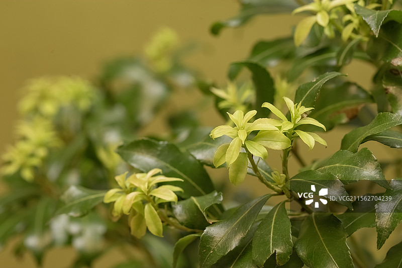 春天的马醉木图片素材
