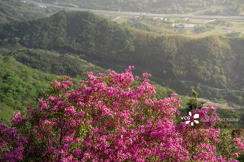 春天杜鹃花盛开山间（金娥山）的美景图片素材