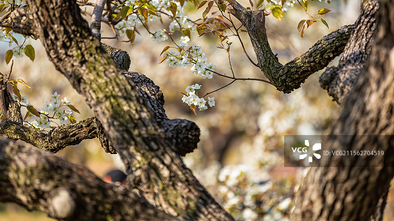 古树枝头梨花开图片素材