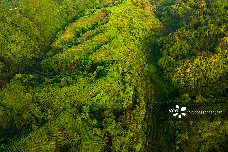 大地指纹茶园，在四川省雅安市名山区红星镇金鼓村梯田茶园，层叠茶垄如大地指纹舒展，美不胜收。图片素材