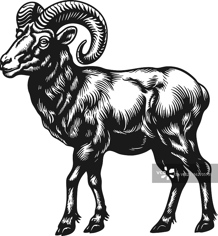 雄伟的公羊，单色，粗壮的弯曲角图片素材