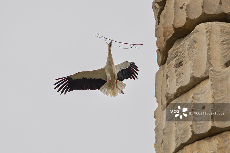 白鹳 阿尔忒弥斯神庙的白鹳图片素材